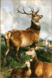 Hirsche im Chillingham Park, Northumberland, ca. 1867